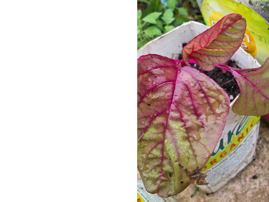 amaranth-seedling-hardening-off-summer-preparation