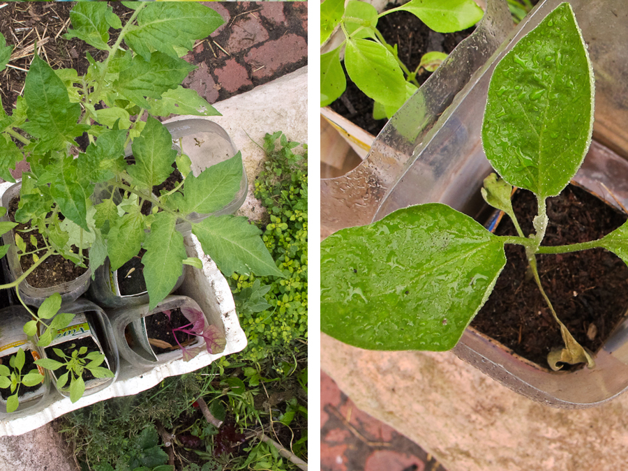 eggplant-seedling-milk-carton-spring-summer-preparation