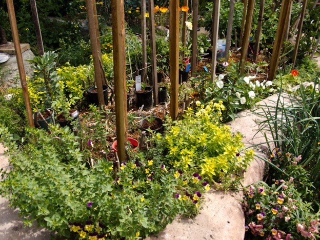 hardening-off-plants-tomatoes-spring-summer-herb-border