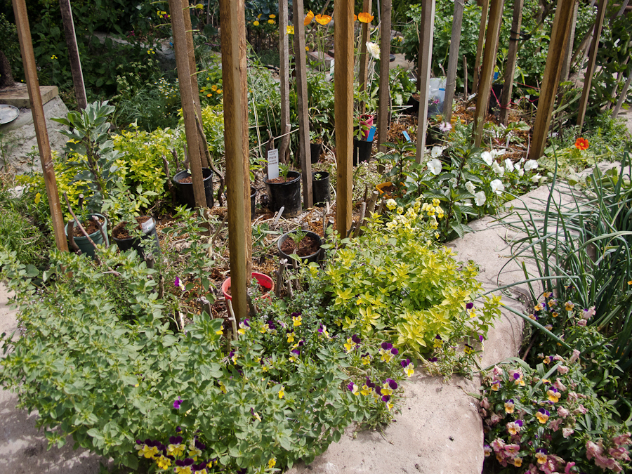 herb-border-hardening-off-plants-tomatoes