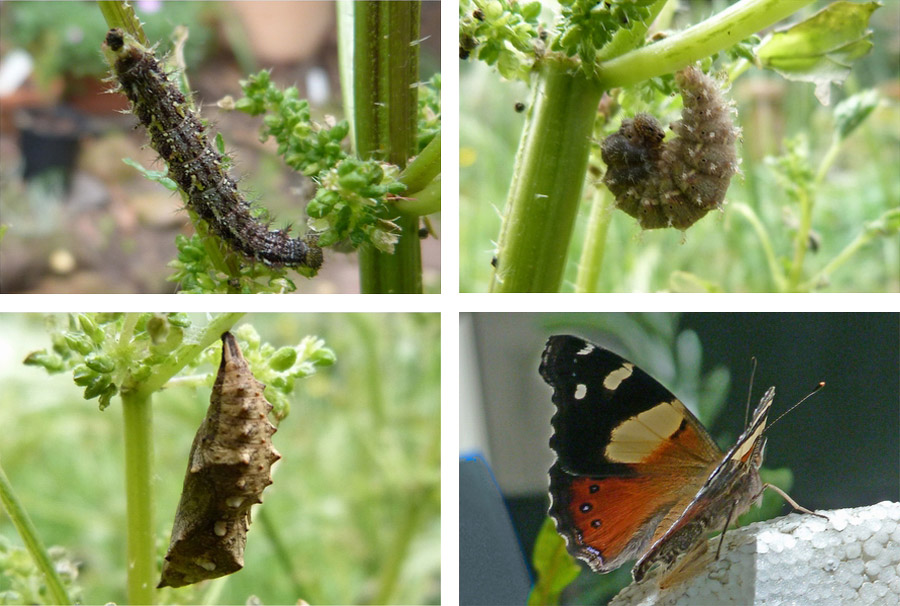 admiral-butterfly-metamorphosis-chrysallis