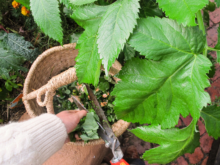 angelica-chop-drop-permaculture-sheet-mulch