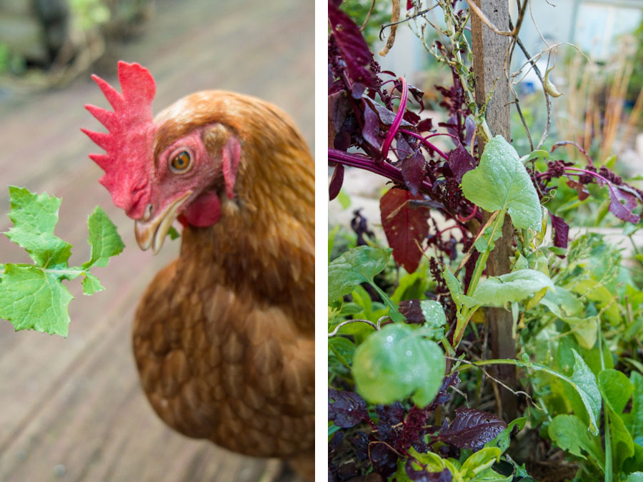 chicken-sow-milk-thistle-eating