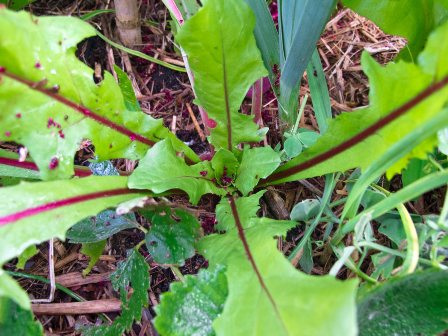 dandelion-red-ribbed-edible-salad-palatable