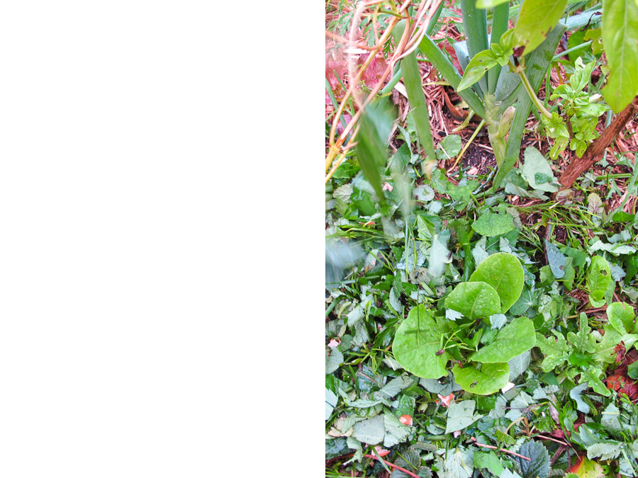 green-mulch-lettuce-seedling-angelica-eggshell-acacia