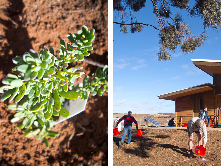lanfill-mildura-desert-re-vegetation-indigenous-native-plants