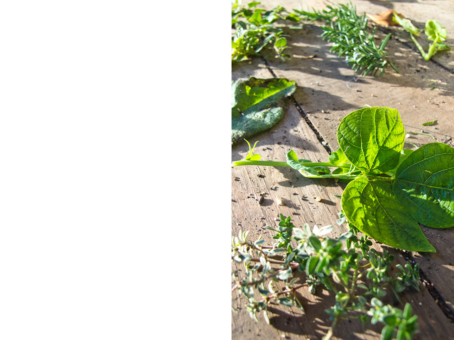 legume-bean-nitrogen-fixer-mulch