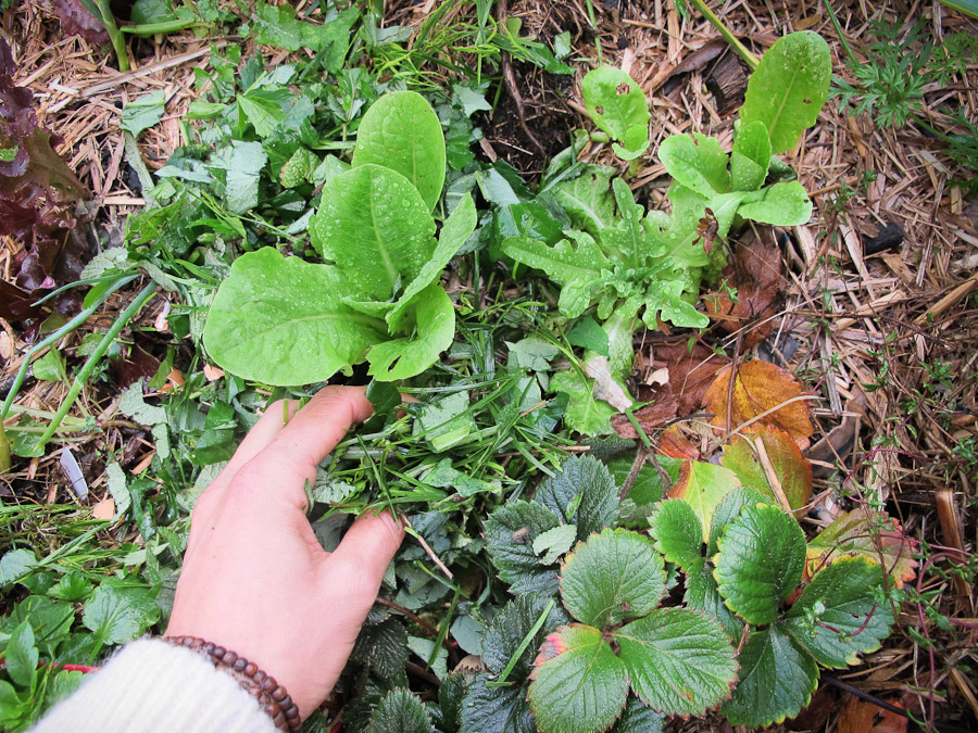 lettuce-seedlings-mulching-strawberries
