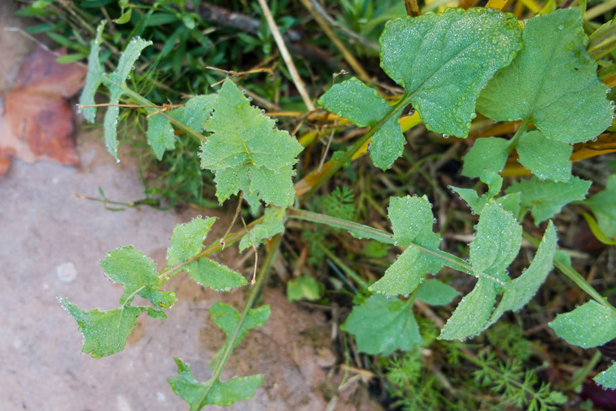 milk-thistle-sow-edible-weed