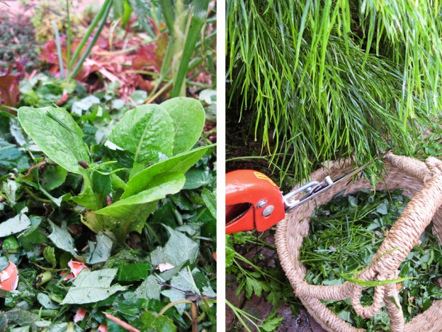 moisture-retention-free-cheap-acacia-nitrogen-fixer-mulch
