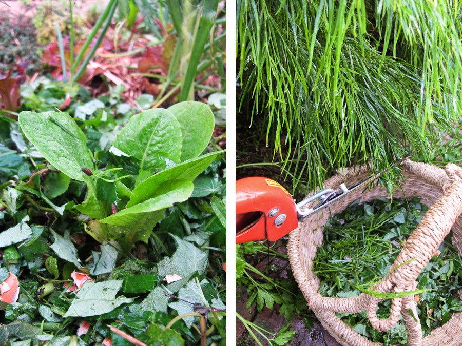 moisture-retention-free-cheap-acacia-nitrogen-fixer-mulch