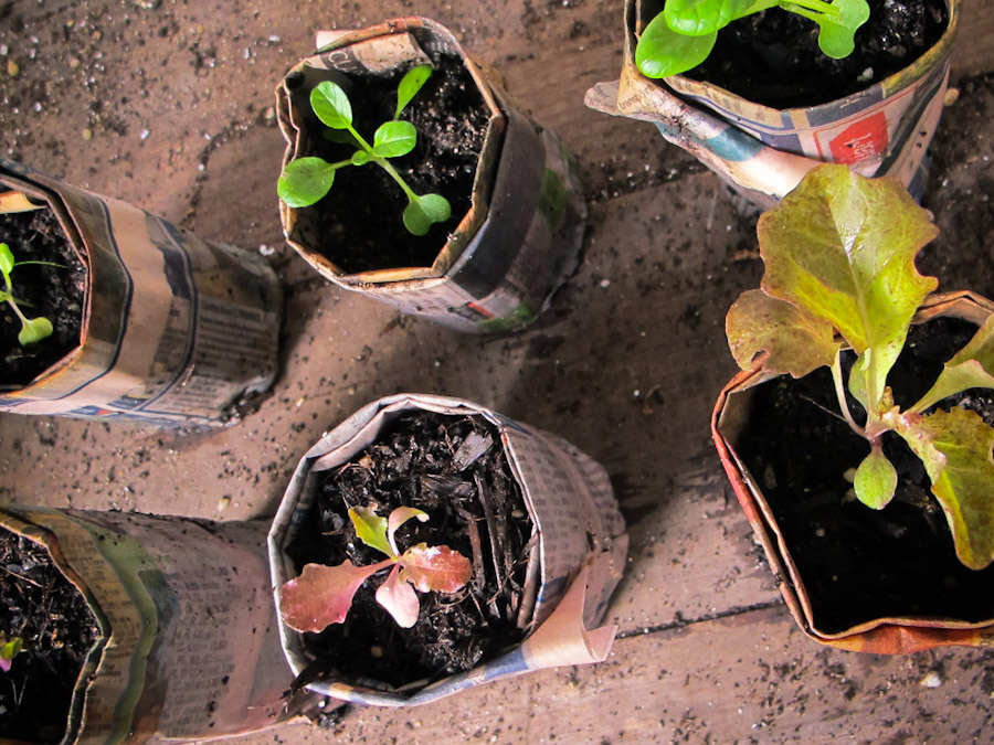 newspaper-pot-seedlings