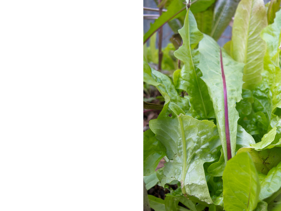 red-ribbed-dandelion-salad