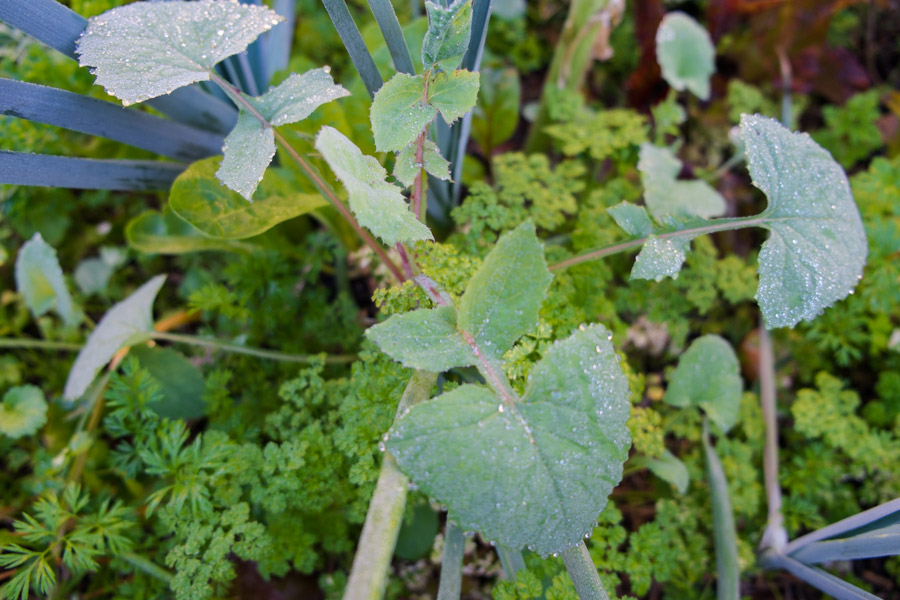 sow-thistle-growing-garden-permaculture