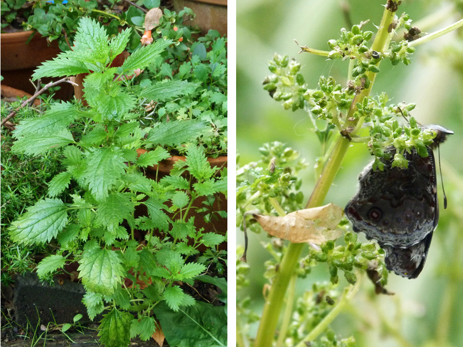 stining-nettle-beneficial-insect-butterfly