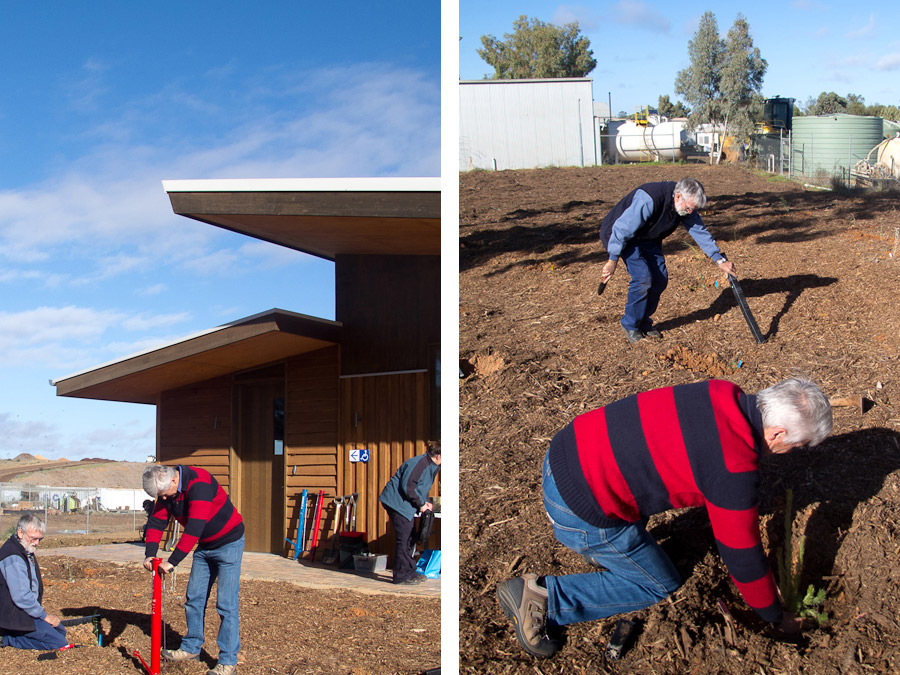tree-planting-mildura-revegetation