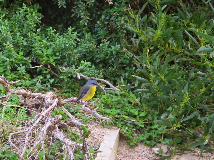 yellow-breasted-bird